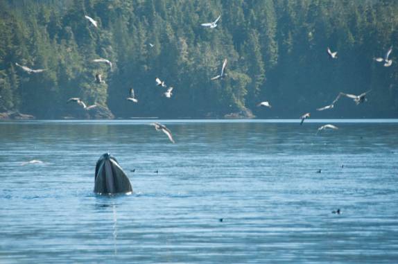 Baleia se alimenta durante passeio de barco em Telegraph Cove, na Vancouver Island, na Columbia Britânica, costa oeste do Canadá